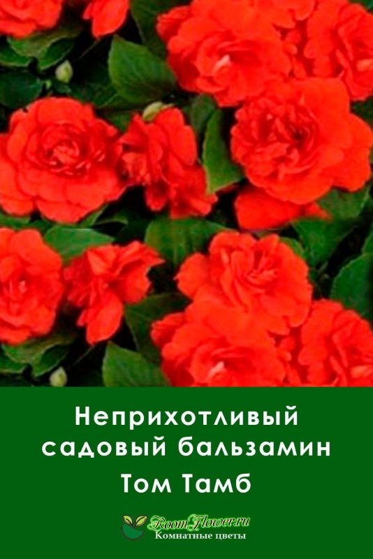 Королевский бальзамин