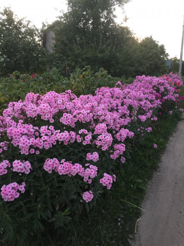 Флокс алый однолетний