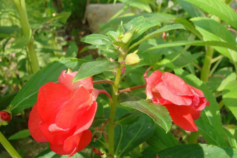 Бальзамин Уоллера (Impatiens walleriana f1) Xtreme Lavender