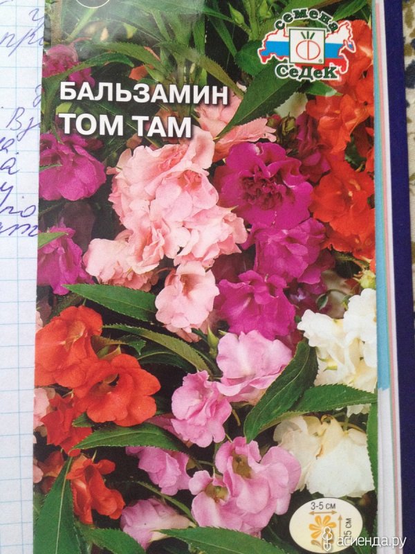 Бальзамин Камелия