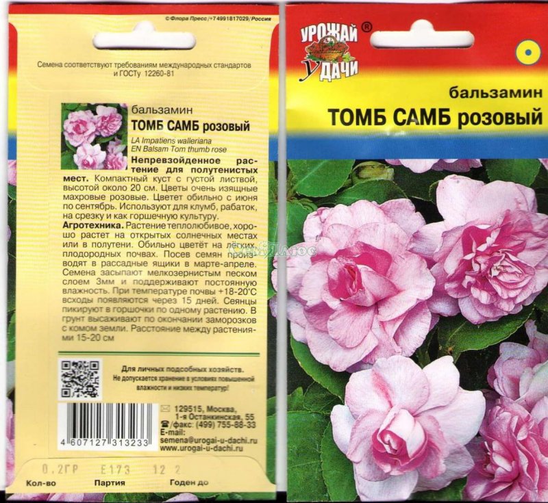 Бальзамин мотылек