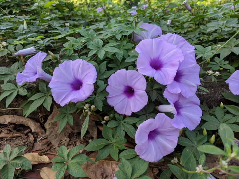 Ipomoea cairica