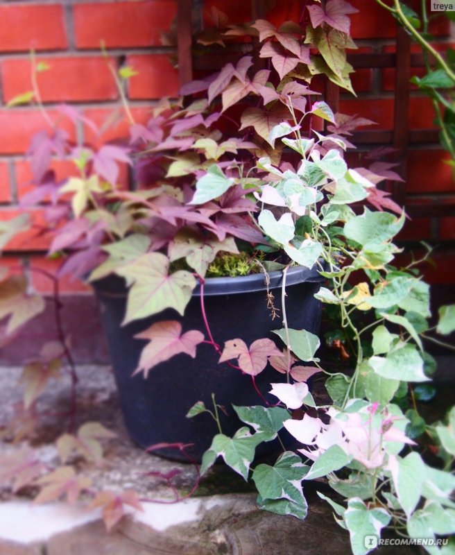 Ипомея батат variegata