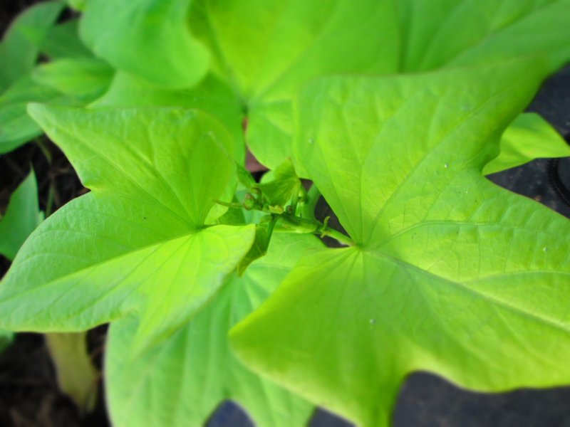 Ипомея батат variegata