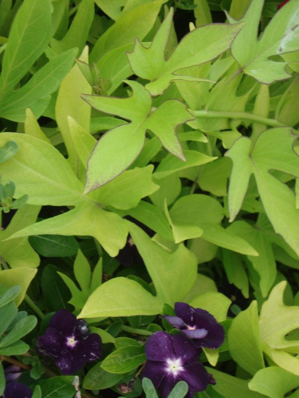 Ipomoea Batatas