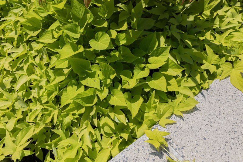 Ипомея батат Caroline Light Green