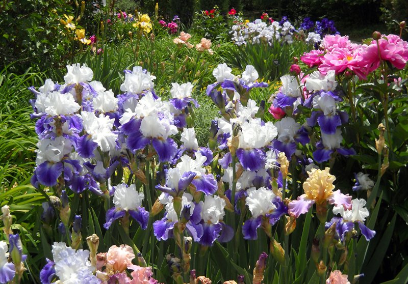 Ирис садовый (Iris Hybrid)
