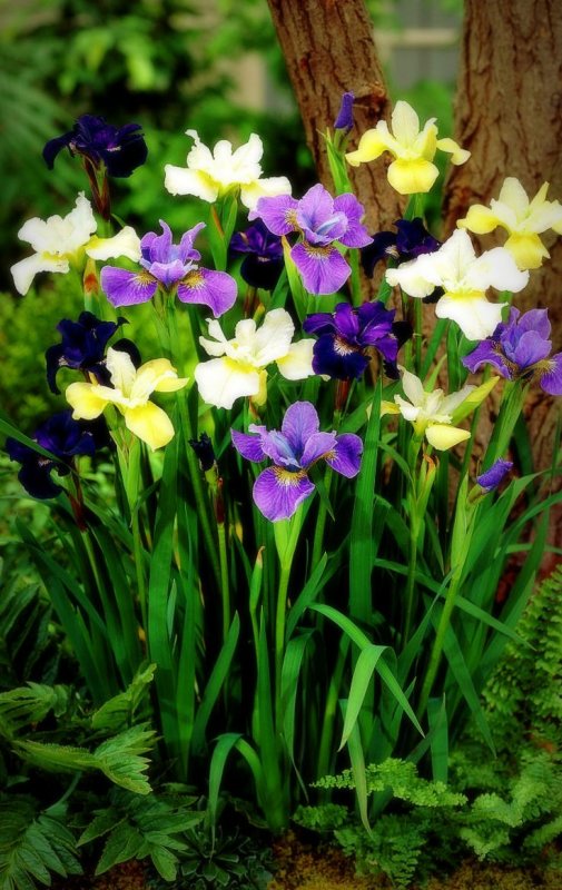 Iris sibirica Mix Ирис