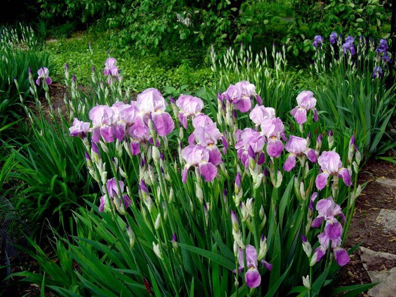 Ирис садовый (Iris Hybrid)