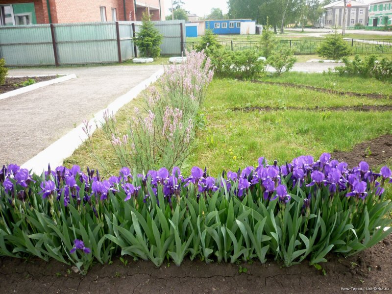 Ирис пион лилейник рабатка