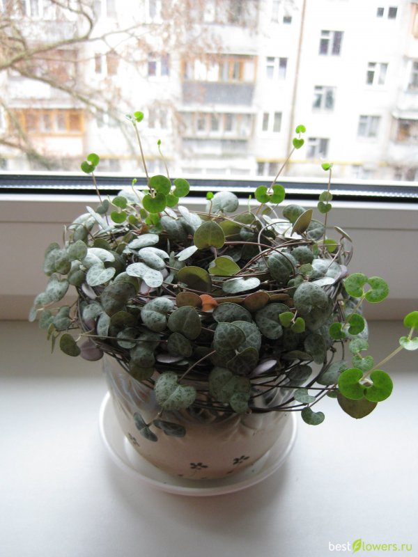 Ceropegia Вуда