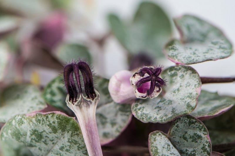 Церопегия Африканская (Ceropegia africana)