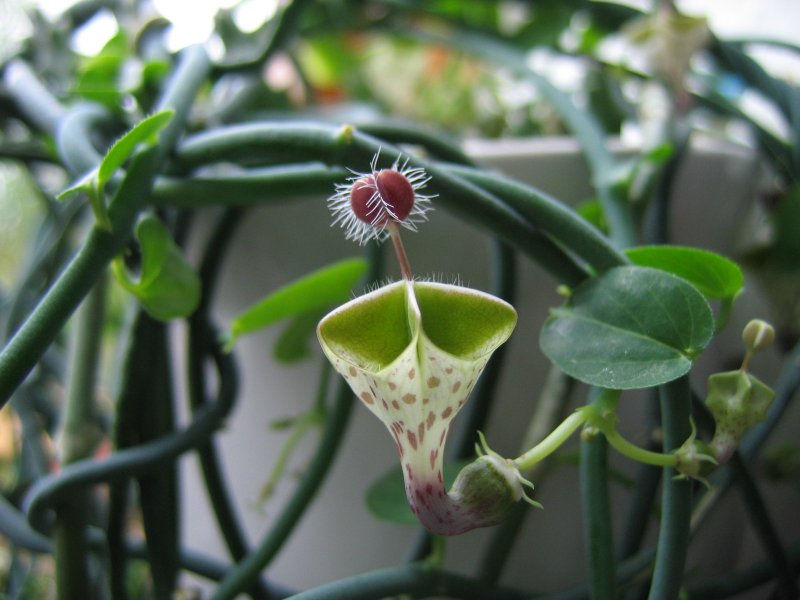 Цветок Ceropegia woodii