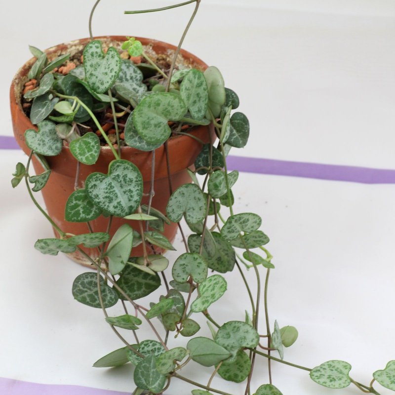 Ceropegia Вуда
