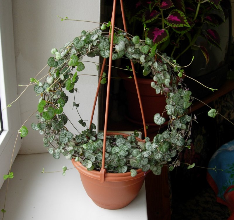 Церопегия Сандерсона ( Ceropegia sandersonii)