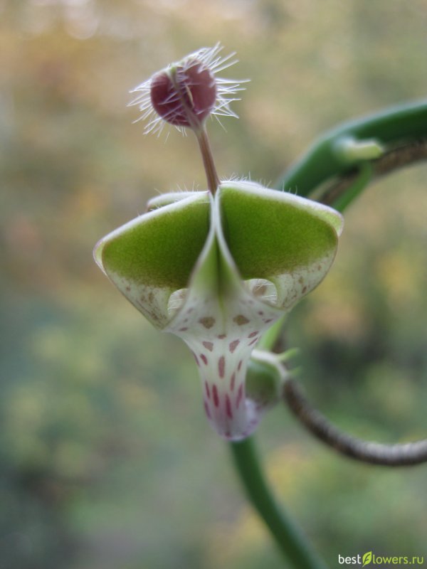 Церопегия Африканская (Ceropegia africana)
