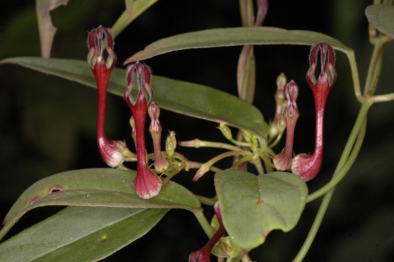 Ceropegia sandersonii