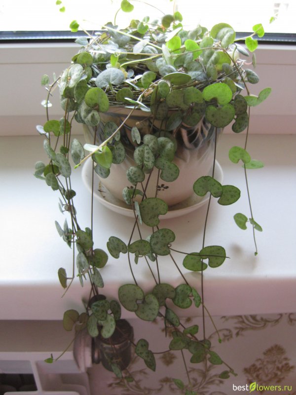 Ceropegia woodii размножение