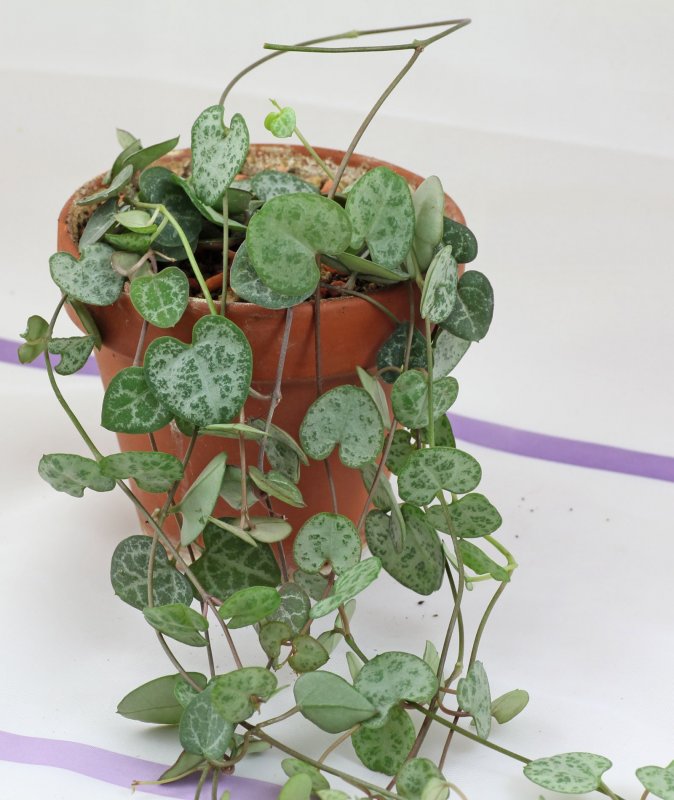 Ceropegia cimiciadora