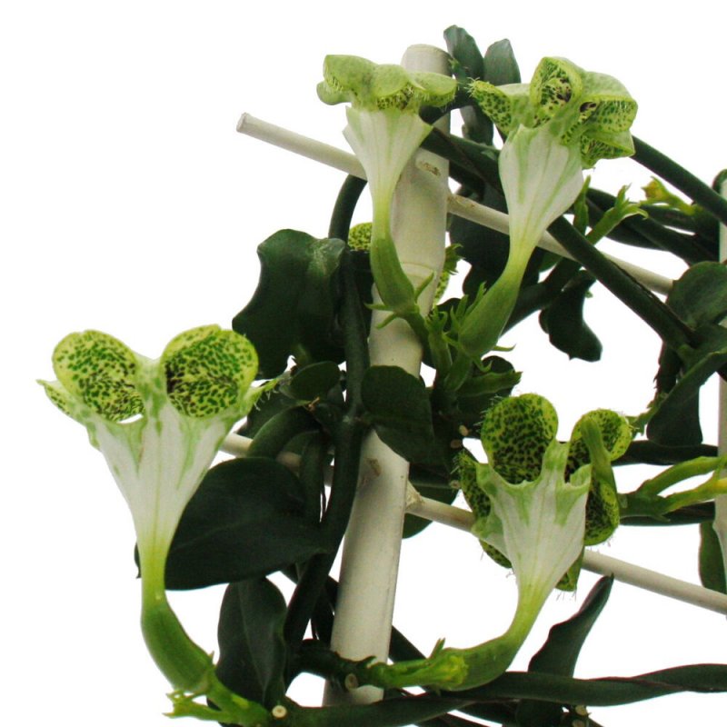 Ceropegia woodii Silver Glory