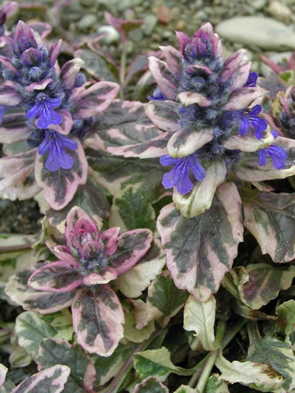 Живучка ползучая (Ajuga reptans)