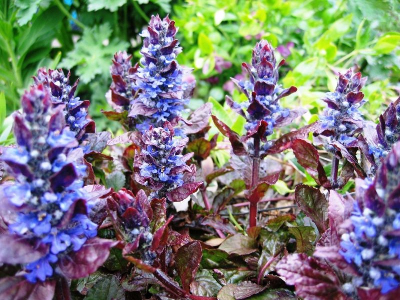 Живучка ползучая (Ajuga reptans)
