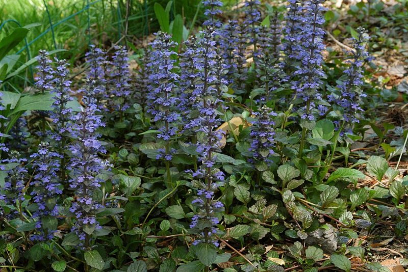Живучка ползучая (Ajuga reptans `Atropurpurea`)