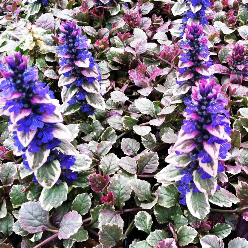 Живучка Женевская (Ajuga Genevensis)