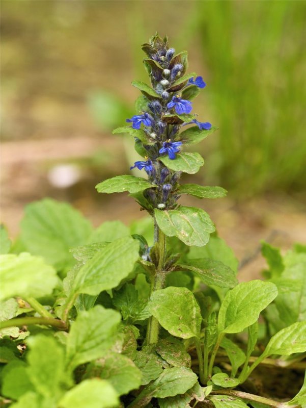 Живучка ползучая (Ajuga reptans)
