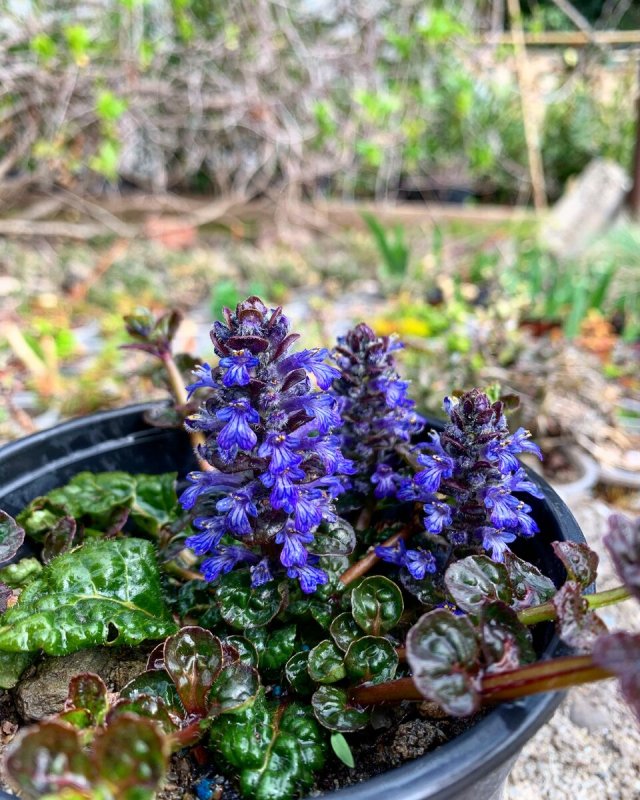 Живучка ползучая (Ajuga reptans)