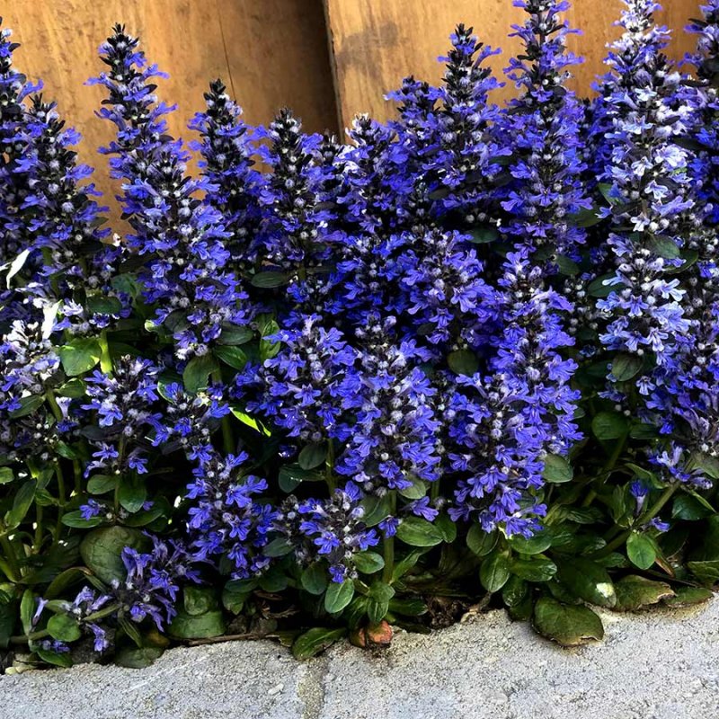 Живучка ползучая (Ajuga reptans)