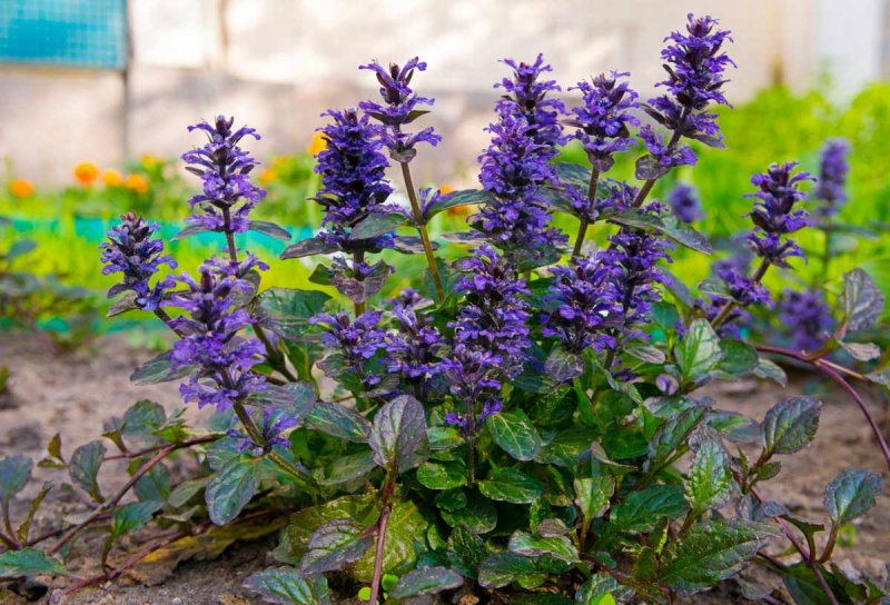 Живучка ползучая (Ajuga reptans)