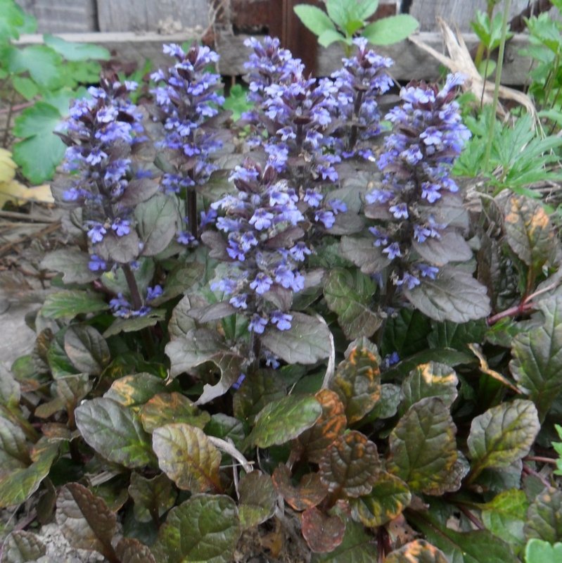 Живучка ползучая (Ajuga reptans `Atropurpurea`)