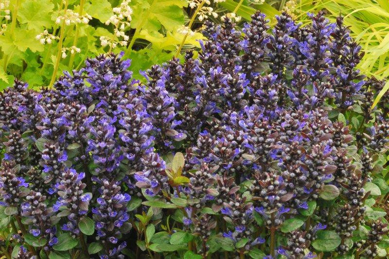Живучка ползучая (Ajuga reptans l.)