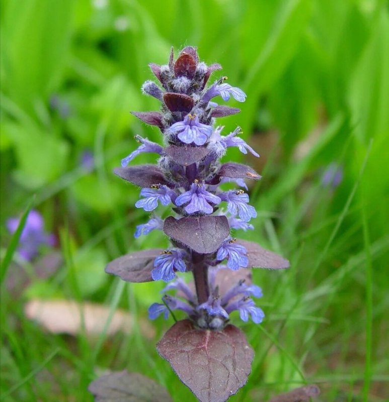 Живучка ползучая Atropurpurea