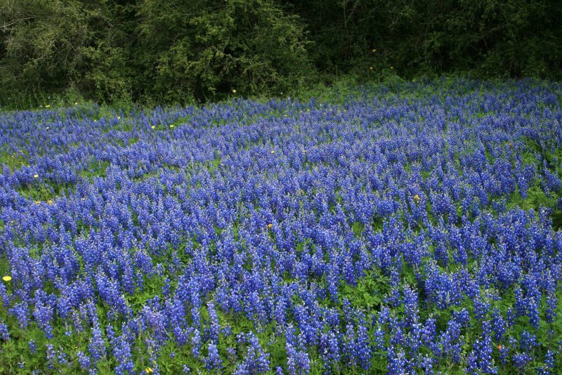 Живучка ползучая (Ajuga reptans)