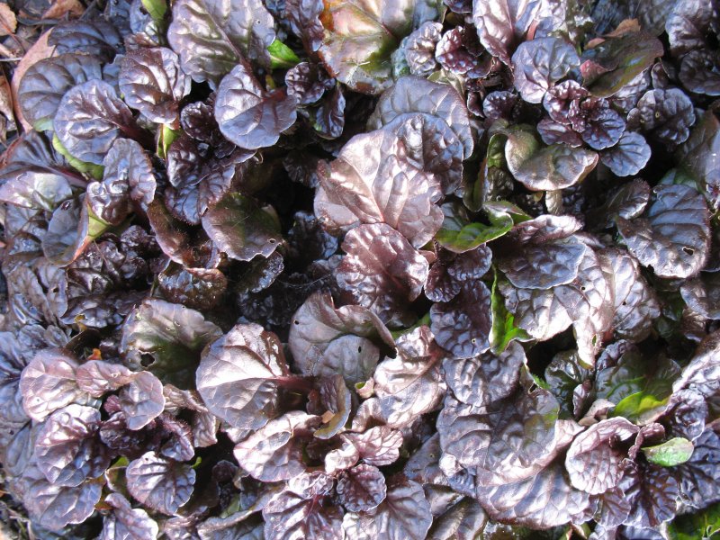 Живучка ползучая (Ajuga reptans `Atropurpurea`)