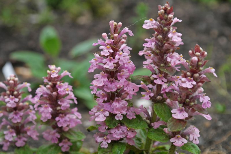 Живучка ползучая (Ajuga reptans `Atropurpurea`)