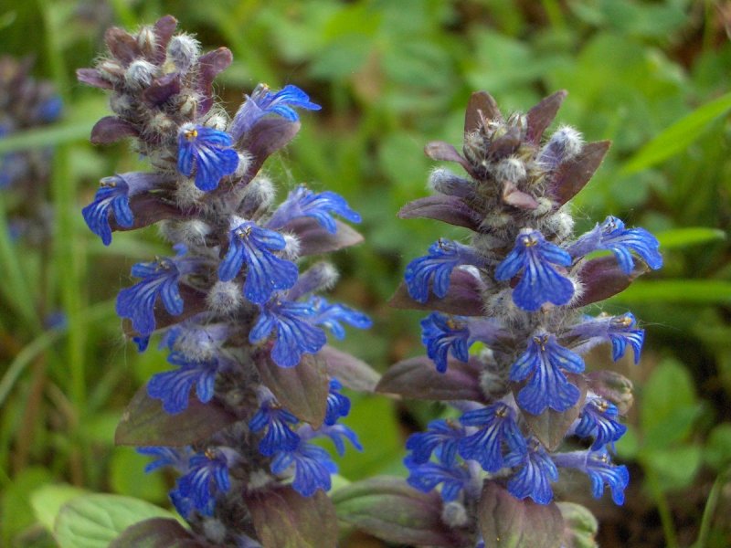 Живучка ползучая (Ajuga reptans `Atropurpurea`)