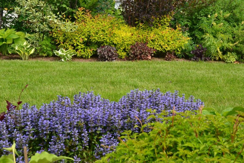 Живучка ползучая (Ajuga reptans)