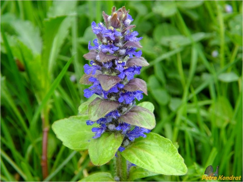 Живучка ползучая Atropurpurea
