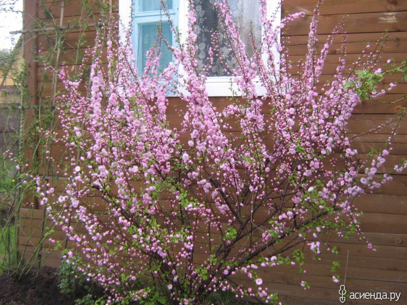 Миндаль трехлопастной Prunus triloba