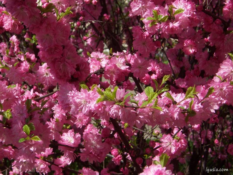 Миндаль трехлопастной Prunus triloba