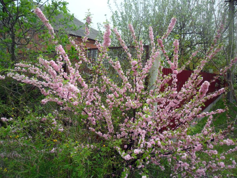 Миндаль Ледебура кустарник