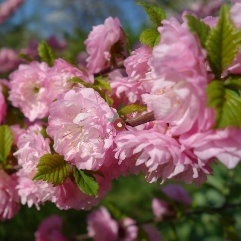 Миндаль трехлопастной Prunus triloba