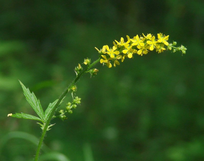 Agrimonia Eupatoria l