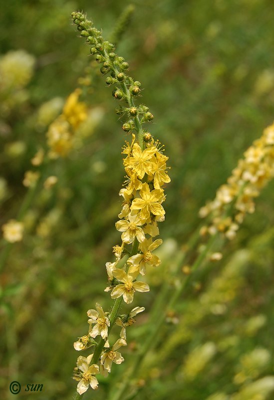 Agrimónia Eupatória
