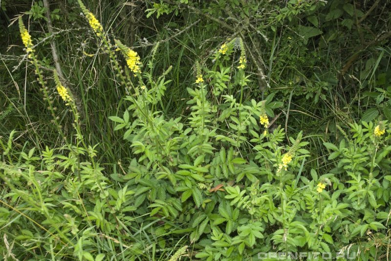 Репешок обыкновенный (Agrimonia Eupatoria)