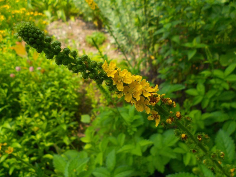 Репешок Agrimony