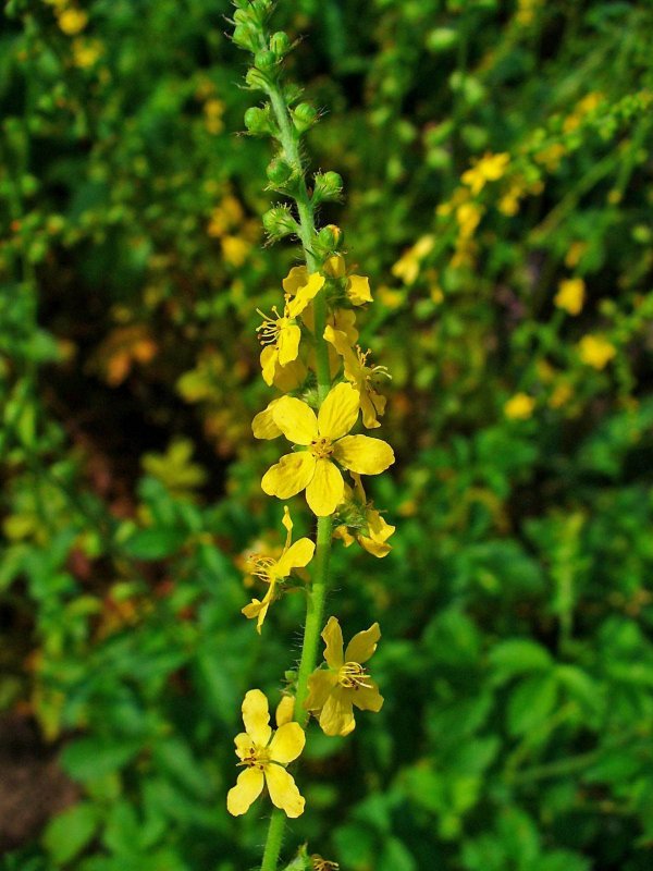 Репешок обыкновенный (Agrimonia Eupatoria l.)